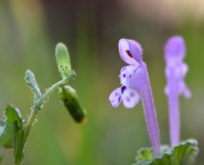 Detail of small purple wild orchid with red stamens