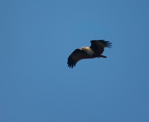 India, Goa, Mormugao - January 2 2020 - A hawk in the sky