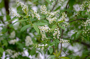 Prunus padus white flowering bird cherry hackberry tree, hagberry mayday tree in bloom, ornamental park flowers on branches