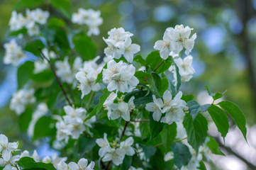 Philadelphus coronarius sweet mock-orange white flowers in bloom on shrub branches, flowering English dogwood ornamental plant