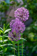 Allium hollandicum flowering springtime plant, group of purple persian ornamental onion flowers in bloom