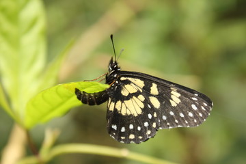 A butterfly laying eggs in the wild, rainforest, Venezuela