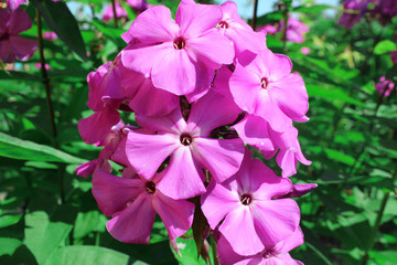 Phlox pink on a summer day in the garden