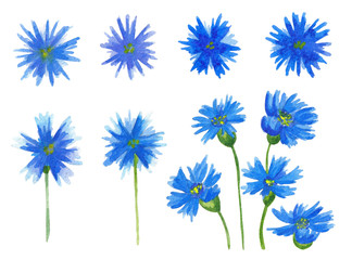 Cornflowers. Watercolor illustration. Meadow flowers blue cornflowers on a white background. Flowers of cornflowers with flowers. Illustration for design, decoration, creativity.