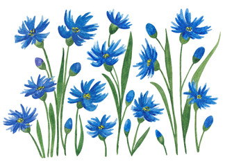 Cornflowers. Watercolor illustration. Meadow flowers blue cornflowers on a white background. Composition with cornflowers. Illustration for design, decoration, creativity.