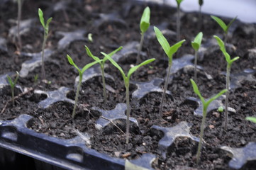 young plant in soil