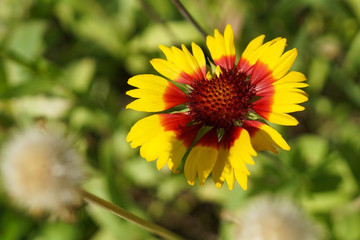 A colorful blanket flower
