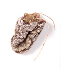 Dried persimmon on a white background