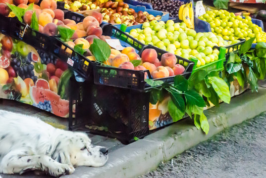 Fruit Stand In A Road Side Shop In Turkey And A Sleeping White Dog With Long Ears