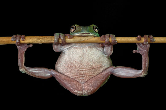 Dumpy tree frog hanging on a branch, Indonesia