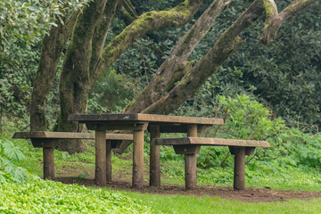 Fototapeta premium Benches and big wooden table for feast surrounded by young green grass in the barbecue area in the unique relict forest of National Park. Laguna Grande, La Gomera, Canary Islands