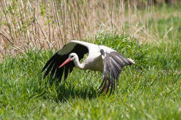 stork in flight (Ciconia ciconia)
