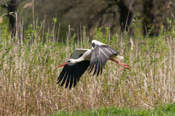 stork in flight (Ciconia ciconia)