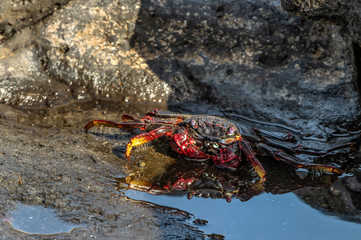 Red rock crab - Grapsus adscensionis - crawling on dark lava stones. The crab basks in the sun next to a small sea puddle in which its reflection is visible. Southern ocean shore of Tenerife, Spain