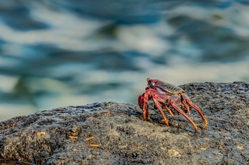 Selective focus. Red rock crab - Grapsus adscensionis - crawling on dark lava stones to bask in the sun and look at the sea. Southern ocean shore of Tenerife, Canary Islands, Spain