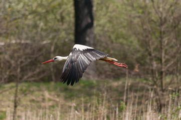 stork in flight (Ciconia ciconia)