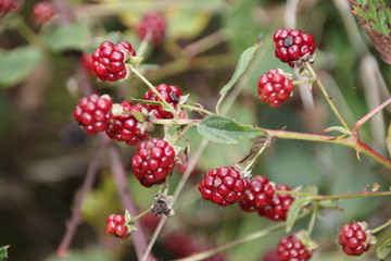 Himbeeren im Wald 