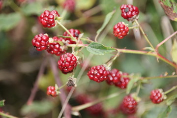 Himbeeren im Wald 