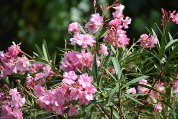 pink flowers in the garden