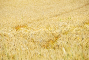 Tracks in Wheatfield