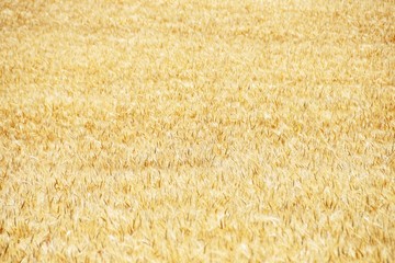 Summer Wheat Field