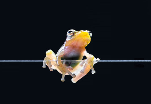 Glass frog on a piece of glass, Indonesia
