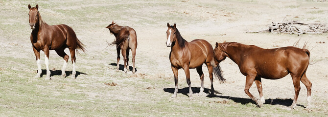 Herd of quarter horse mares in dry pasture field.