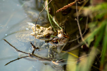  Couple of frogs in full mating under the water surface