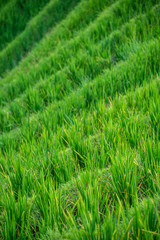 Rice growing on Longji Rice Terraces