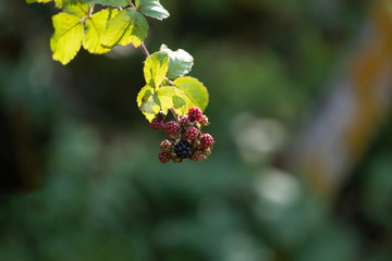 berries on branch