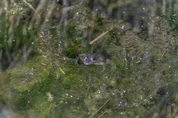 frog in pond