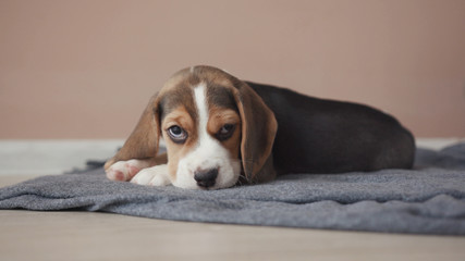 Adorable sleepy beagle puppy yawning lying down on grey blanket in the house on the floor. Home portrait of a lovely purebreed beagle dog.