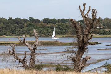 Boat on lake through trees