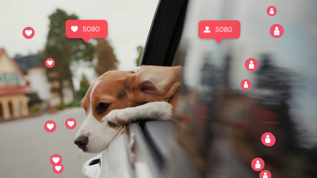 NEW YORK - April 5, 2019: Dog Looks Out of the Window of a Car. Famous dog - Vlogger Influencer. Animation with User Interface - Likes, Followers, Comments for Social Media from Smartphone. Response