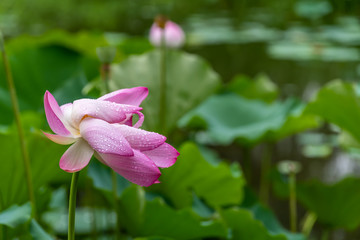Dewdrops of water on a petals of a pink lotus flower
