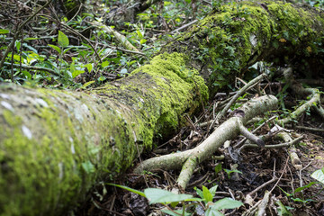 Cuevas de Mantetzulel en la Huasteca Potosina