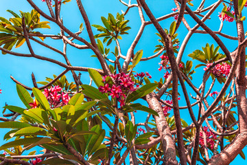 Frangipani or Plumeria Tree with Many Flowers