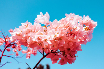 Pink petals on a branch against the sky