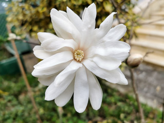 Very fragrant white cream flower magnolia stellata in early spring