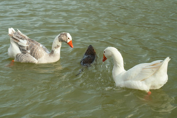  Amusing scene, at the lake, a nutria passes between two white geese who look surprised