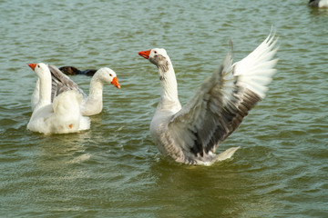  white goose spreading its wings, alongside its congeners