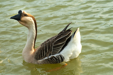  Close up of an African goose, with brown and white feathers, in a lake