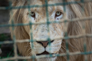 Lion in a cage at the zoo. Sad look of the animal. Leo dreams of freedom. Freedom for animals...