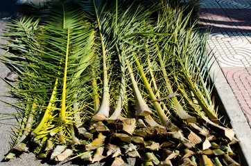 pruning palm branches neatly placed on the ground