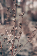 branch of tree in winter