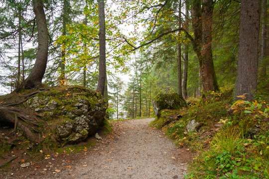 A foot path through a forest in Bavarian Alps