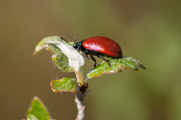 Poplar leaf beetle Chrysomela populi