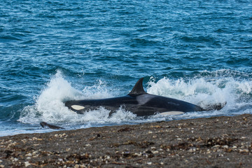 Killer whale hunting sea lions on the paragonian coast, Patagonia, Argentina