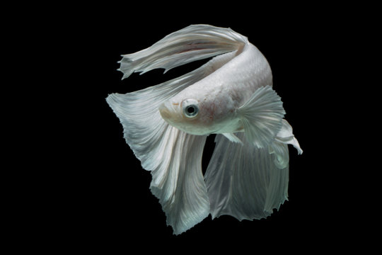 Portrait Of A White Betta Fish