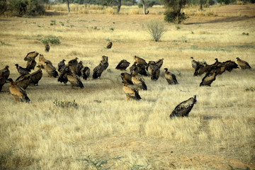 African white-backed vultures (Gyps africanus)
